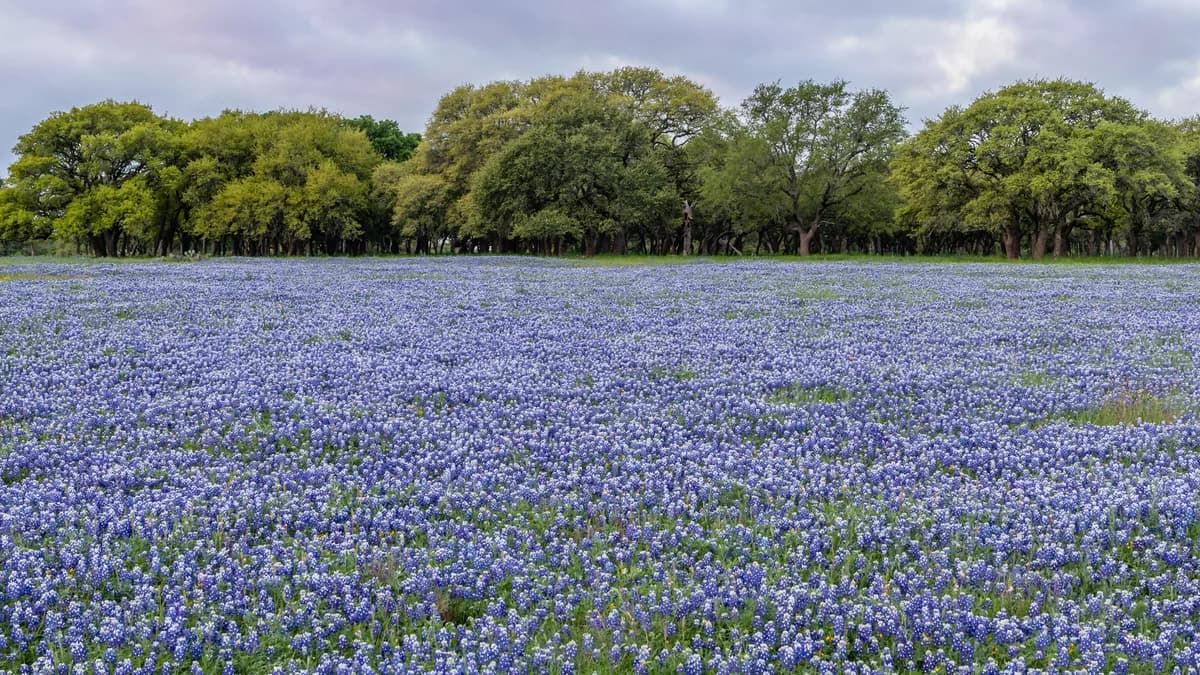 A field of Texas bluebonnets in front of a stand of live oaks
