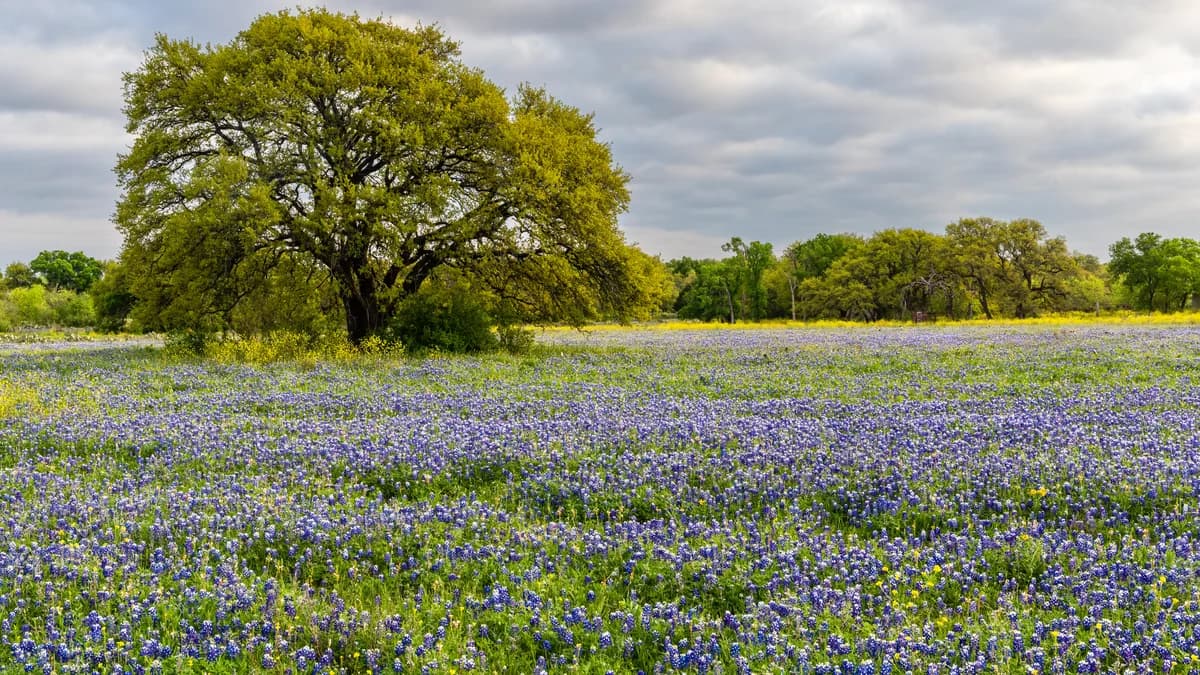 Bluebonnets and a live oak in the Central Texas country near Georgetown